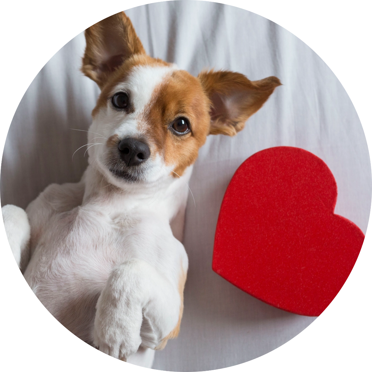 PetsPets Love Dog