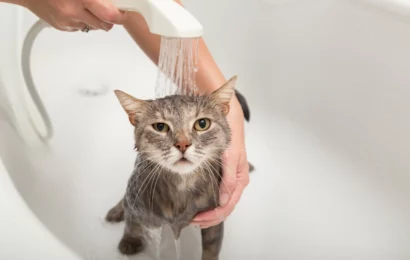 cat-taking-a-bath-2023-11-27-05-13-08-utc